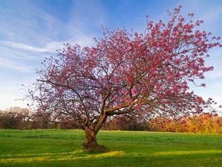 Обои небо, дерево, цветение, поле, весна, the sky, tree, flowering, field, spring разрешение 2048x1365 Загрузить
