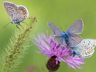 Обои бабочки, butterfly разрешение 3840x2160 Загрузить