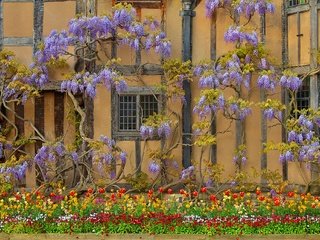 Обои цветы, стена, дом, англия, глициния, вистерия, flowers, wall, house, england, wisteria разрешение 2048x1359 Загрузить