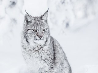 Обои зима, рысь, хищник, большая кошка, winter, lynx, predator, big cat разрешение 2880x1800 Загрузить