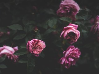 Обои цветы, бутоны, розовый, куст, пионы, flowers, buds, pink, bush, peonies разрешение 4928x3280 Загрузить