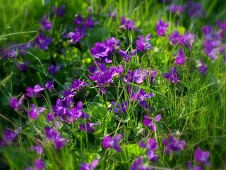 Обои цветы, трава, фиалки, фиолетовые цветы, sonata zemgulienе, flowers, grass, violet, purple flowers разрешение 1920x1200 Загрузить