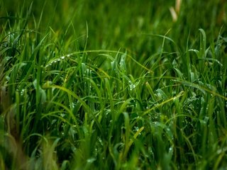 Обои трава, природа, роса, зелёная трава, крупным планом, капли дождя, grass, nature, rosa, green grass, closeup, raindrops разрешение 3000x2000 Загрузить