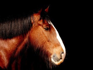 Обои лошадь, профиль, черный фон, конь, грива, horse, profile, black background, mane разрешение 1920x1319 Загрузить