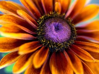 Обои цветы, макро, лепестки, тычинки, эхинацея, рудбекия, flowers, macro, petals, stamens, echinacea, rudbeckia разрешение 2048x1152 Загрузить