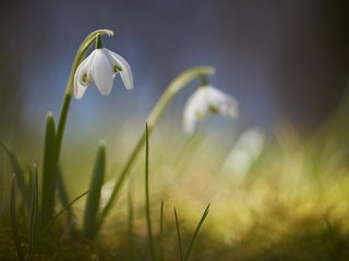 Обои цветы, размытость, весна, подснежники, signe goldmann, flowers, blur, spring, snowdrops разрешение 1920x1080 Загрузить