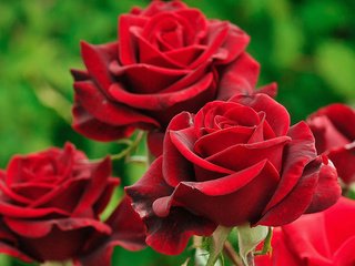 Обои цветы, розы, лепестки, michailenko_nikola, flowers, roses, petals разрешение 1920x1200 Загрузить