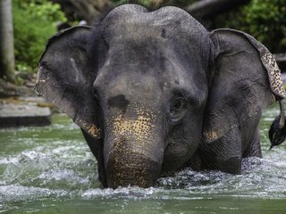 Обои река, слон, таиланд, river, elephant, thailand разрешение 1920x1280 Загрузить