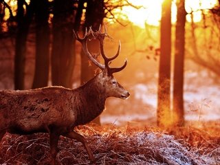 Обои деревья, лес, олень, блики, рога, солнечные лучи, trees, forest, deer, glare, horns, the sun's rays разрешение 2048x1360 Загрузить