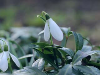 Обои природа, макро, фон, весна, подснежники, первоцвет, боке, nature, macro, background, spring, snowdrops, primrose, bokeh разрешение 3901x2195 Загрузить