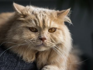 Обои кот, мордочка, кошка, взгляд, британская длинношёрстная кошка, британская длинношерстная, cat, muzzle, look, british longhair cat, british longhair разрешение 2560x1600 Загрузить