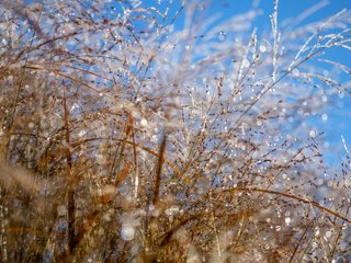 Обои небо, макро, роса, колоски, растение, боке, капли воды, the sky, macro, rosa, spikelets, plant, bokeh, water drops разрешение 4896x3264 Загрузить