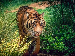 Обои тигр, морда, растения, взгляд, хищник, большая кошка, дикая кошка, tiger, face, plants, look, predator, big cat, wild cat разрешение 4000x2295 Загрузить