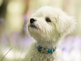 Обои природа, фон, мордочка, взгляд, собака, щенок, болонка, nature, background, muzzle, look, dog, puppy, lapdog разрешение 2500x1406 Загрузить