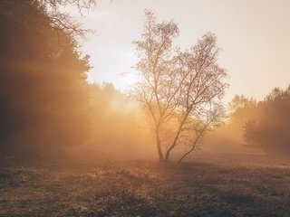 Обои свет, деревья, растения, пейзаж, парк, утро, light, trees, plants, landscape, park, morning разрешение 1971x1121 Загрузить