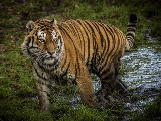 Обои тигр, грязь, хищник, большая кошка, tiger, dirt, predator, big cat разрешение 3655x2200 Загрузить