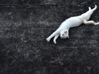 Обои фон, кот, усы, кошка, взгляд, лежит, хвост, background, cat, mustache, look, lies, tail разрешение 1920x1238 Загрузить