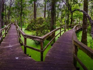 Обои природа, мостик, лес, болото, тропинка, южная каролина, топь, хилтон-хед, nature, the bridge, forest, swamp, path, south carolina, the swamp, hilton head разрешение 1920x1080 Загрузить