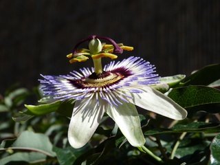 Обои фон, цветок, лепестки, растение, пассифлора, background, flower, petals, plant, passionflower разрешение 4000x3000 Загрузить