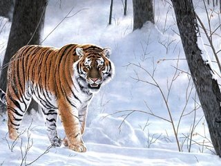 Обои тигр, деревья, зима, хищник, сугробы, амурский тигр, tiger, trees, winter, predator, the snow, the amur tiger разрешение 1920x1080 Загрузить