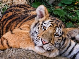 Обои тигр, хищник, животное, тигренок, амурский тигр, tiger, predator, animal, the amur tiger разрешение 2048x1366 Загрузить