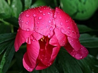 Обои листья, цветок, капли, лепестки, бутон, пион, leaves, flower, drops, petals, bud, peony разрешение 2000x1333 Загрузить