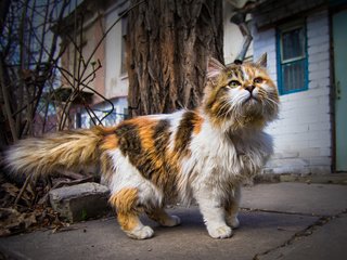 Обои кот, мордочка, усы, кошка, взгляд, улица, дом, животное, cat, muzzle, mustache, look, street, house, animal разрешение 2000x1450 Загрузить