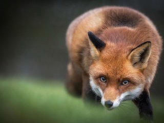 Обои морда, взгляд, лиса, лисица, животное, face, look, fox, animal разрешение 3000x2000 Загрузить