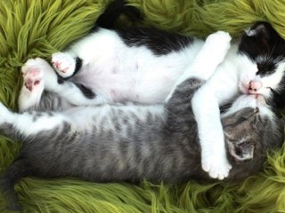 Обои сон, парочка, кошки, спят, котята, мех, вдвоем, лапочки, sleep, a couple, cats, kittens, fur, together, paws разрешение 2048x1152 Загрузить