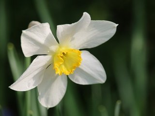 Обои цветок, лепестки, размытость, весна, нарцисс, flower, petals, blur, spring, narcissus разрешение 4884x3256 Загрузить