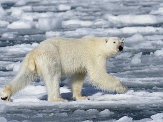Обои вода, полярный медведь, медведь, лёд, белый медведь, полярные льды, water, polar bear, bear, ice разрешение 5482x3655 Загрузить