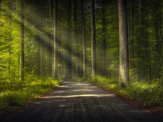 Обои дорога, деревья, лес, стволы, лучи света, road, trees, forest, trunks, rays of light разрешение 6144x3760 Загрузить