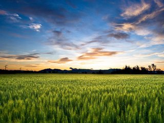 Обои небо, облака, поле, горизонт, колосья, пшеница, the sky, clouds, field, horizon, ears, wheat разрешение 2160x1920 Загрузить