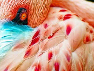 Обои макро, фламинго, птица, перья, глаз, macro, flamingo, bird, feathers, eyes разрешение 2560x1600 Загрузить