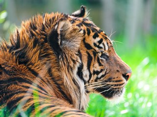 Обои тигр, морда, взгляд, хищник, профиль, дикая кошка, суматранский, tiger, face, look, predator, profile, wild cat, sumatran разрешение 4256x2832 Загрузить