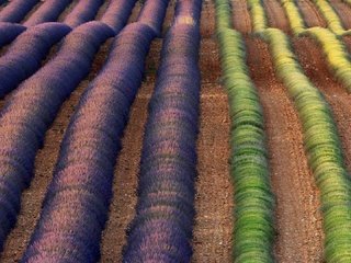 Обои цветы, поле, лаванда, франция, flowers, field, lavender, france разрешение 1920x1080 Загрузить