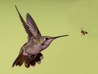 Обои крылья, птица, клюв, пчела, колибри, калипта анны, wings, bird, beak, bee, hummingbird, calypte anna разрешение 2048x1316 Загрузить
