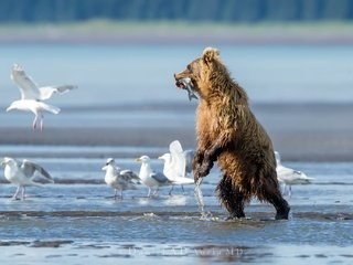 Обои вода, река, медведь, птицы, чайки, рыба, water, river, bear, birds, seagulls, fish разрешение 2048x1365 Загрузить