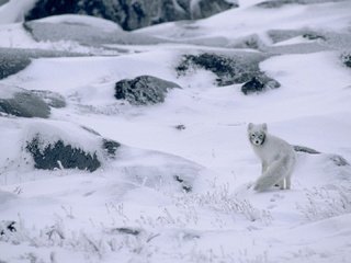 Обои снег, природа, зима, канада, песец, полярная лисица, арктическая лиса, snow, nature, winter, canada, fox, polar fox, arctic fox разрешение 1920x1080 Загрузить