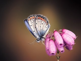 Обои арт, насекомое, бабочка, крылья, цветочек, monteillard-damien, art, insect, butterfly, wings, flower разрешение 1920x1240 Загрузить