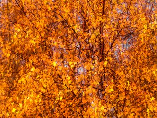 Обои деревья, листья, осень, лист, береза, trees, leaves, autumn, sheet, birch разрешение 3453x3270 Загрузить