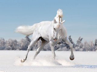 Обои лошадь, снег, зима, конь, грива, копыта, horse, snow, winter, mane, hooves разрешение 2880x1800 Загрузить