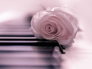 Обои настроение, цветок, роза, бутон, нежность, пианино, клавиши, mood, flower, rose, bud, tenderness, piano, keys разрешение 2048x1365 Загрузить