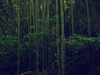 Обои деревья, лес, листва, бамбук, trees, forest, foliage, bamboo разрешение 3840x2160 Загрузить