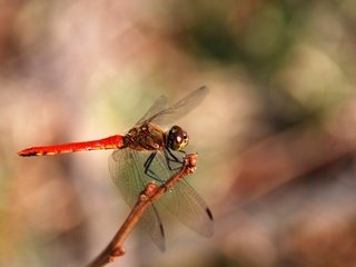 Обои макро, насекомое, крылья, размытость, стрекоза, macro, insect, wings, blur, dragonfly разрешение 3872x2592 Загрузить