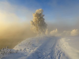 Обои дорога, следы, снег, sergeo, природа, дерево, зима, пейзаж, туман, иней, road, traces, snow, nature, tree, winter, landscape, fog, frost разрешение 1920x1200 Загрузить