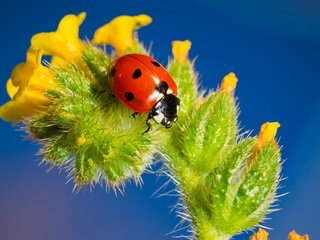 Обои насекомое, цветок, божья коровка, крупным планом, insect, flower, ladybug, closeup разрешение 3456x2368 Загрузить