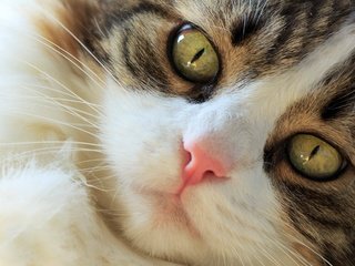 Обои глаза, кот, мордочка, усы, кошка, взгляд, норвежская лесная кошка, eyes, cat, muzzle, mustache, look, norwegian forest cat разрешение 2000x1483 Загрузить