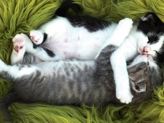 Обои сон, парочка, кошки, спят, котята, двое, мех, sleep, a couple, cats, kittens, two, fur разрешение 2048x1152 Загрузить