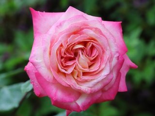 Обои цветение, роза, лепестки, боке, flowering, rose, petals, bokeh разрешение 1920x1280 Загрузить
